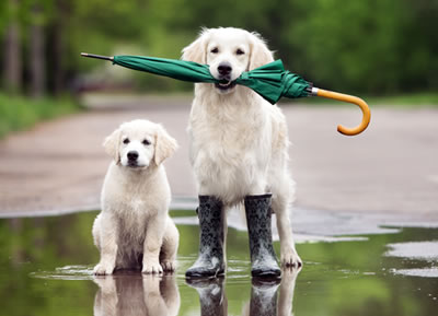 Hund, Katze und Maus